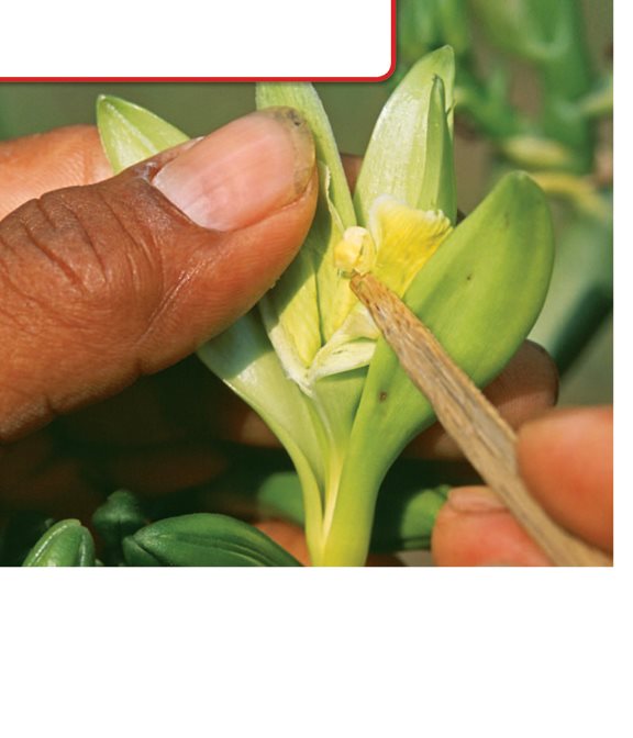 Human Pollinators Humans also pollinate flowers Hand- pollination can - photo 20