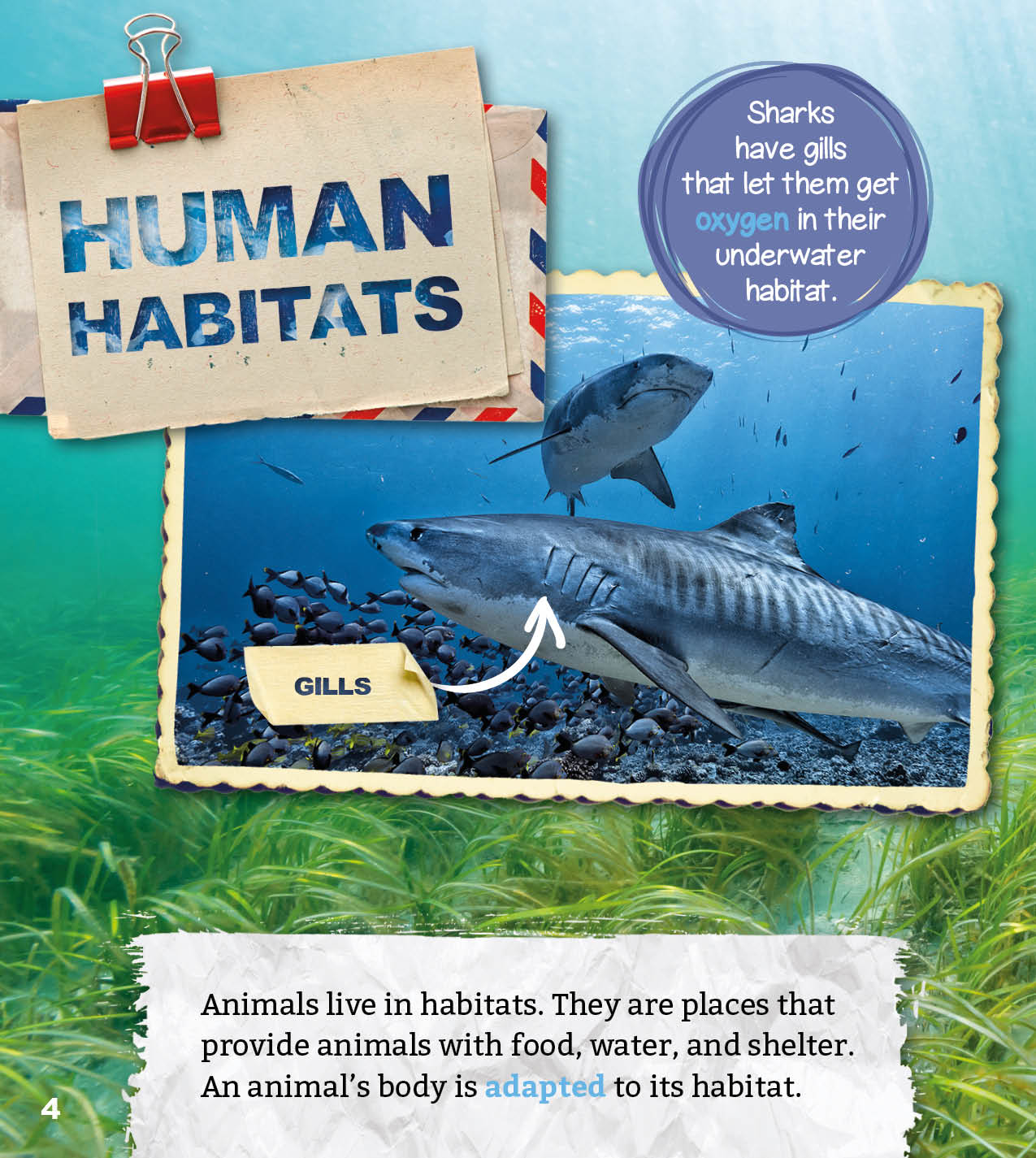 The places humans live can also be called habitats Humans adapt their behavior - photo 14