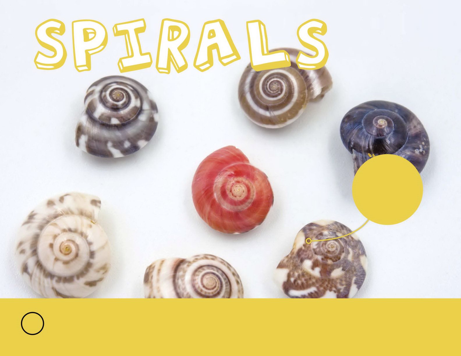 Snails have a spiral shape on their shells snail shells This - photo 16