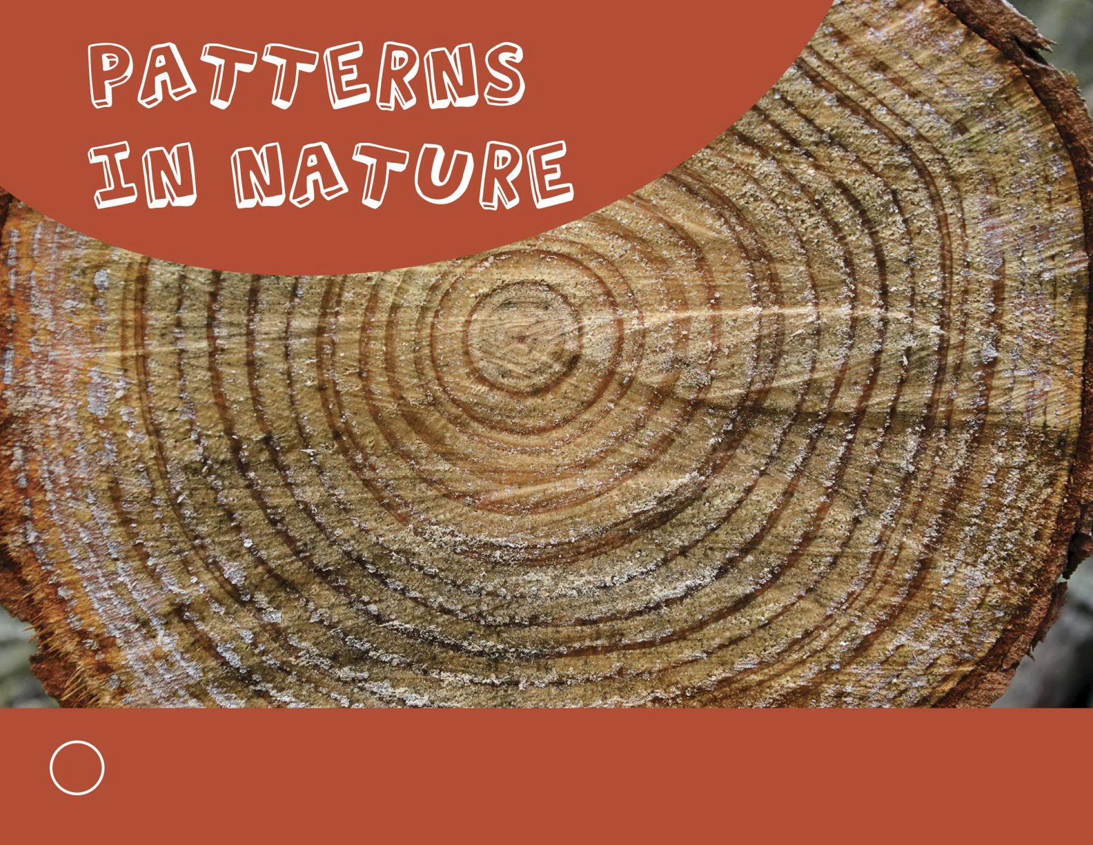 There are circle patterns on this tree stump Look at this honeycomb - photo 20
