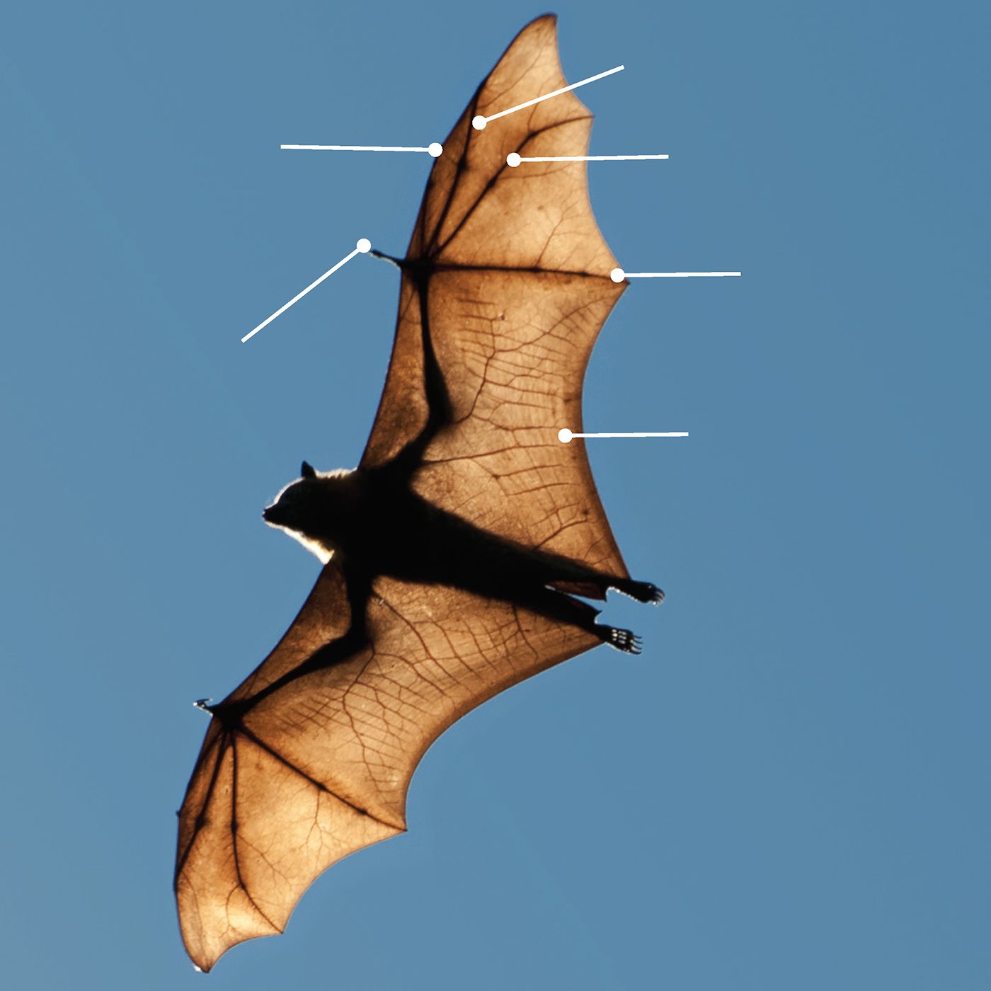 Bats wings have a thin skin membrane to catch air thumb rst nger - photo 5