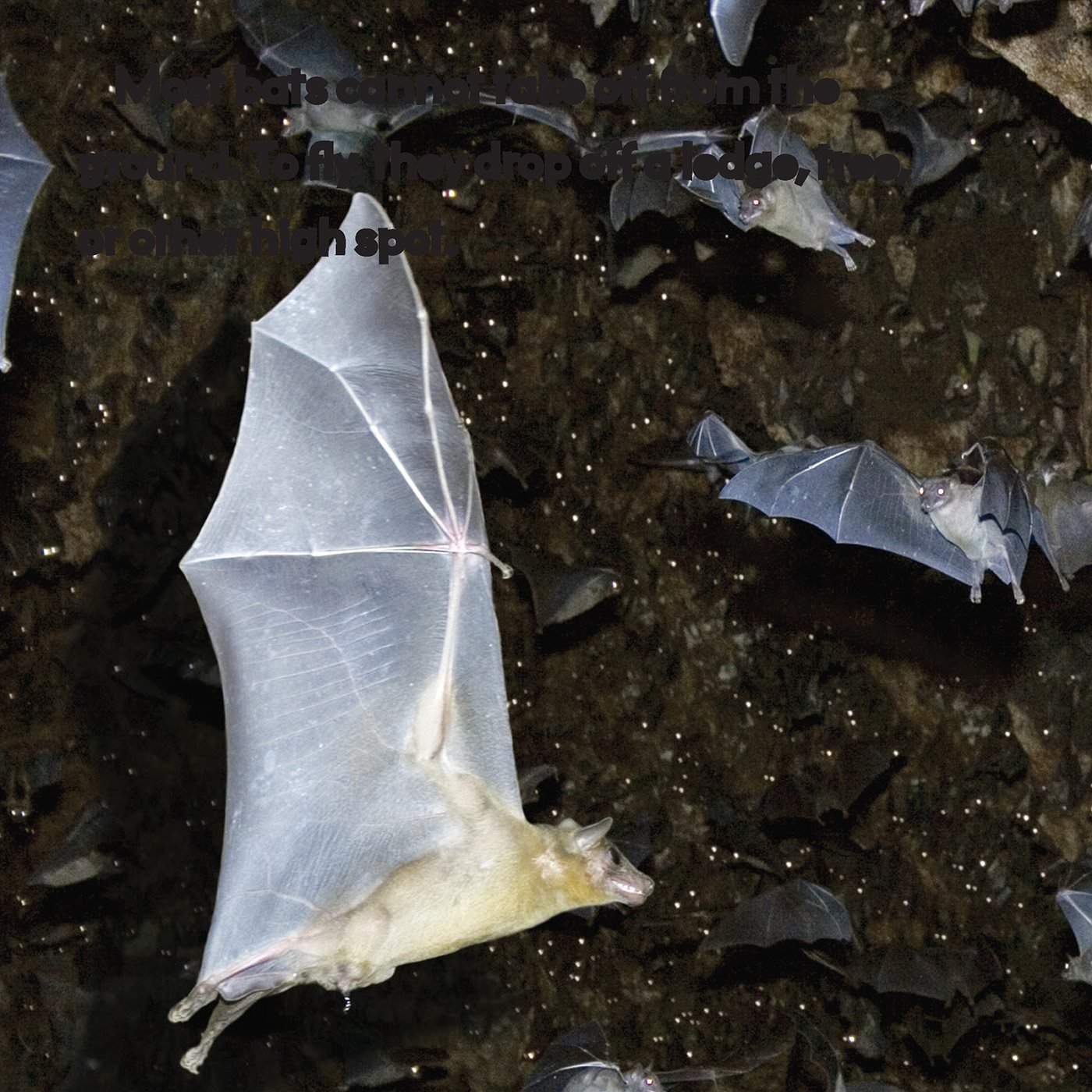 Most bats cannot take off from the ground To y they drop off a ledge tree - photo 6