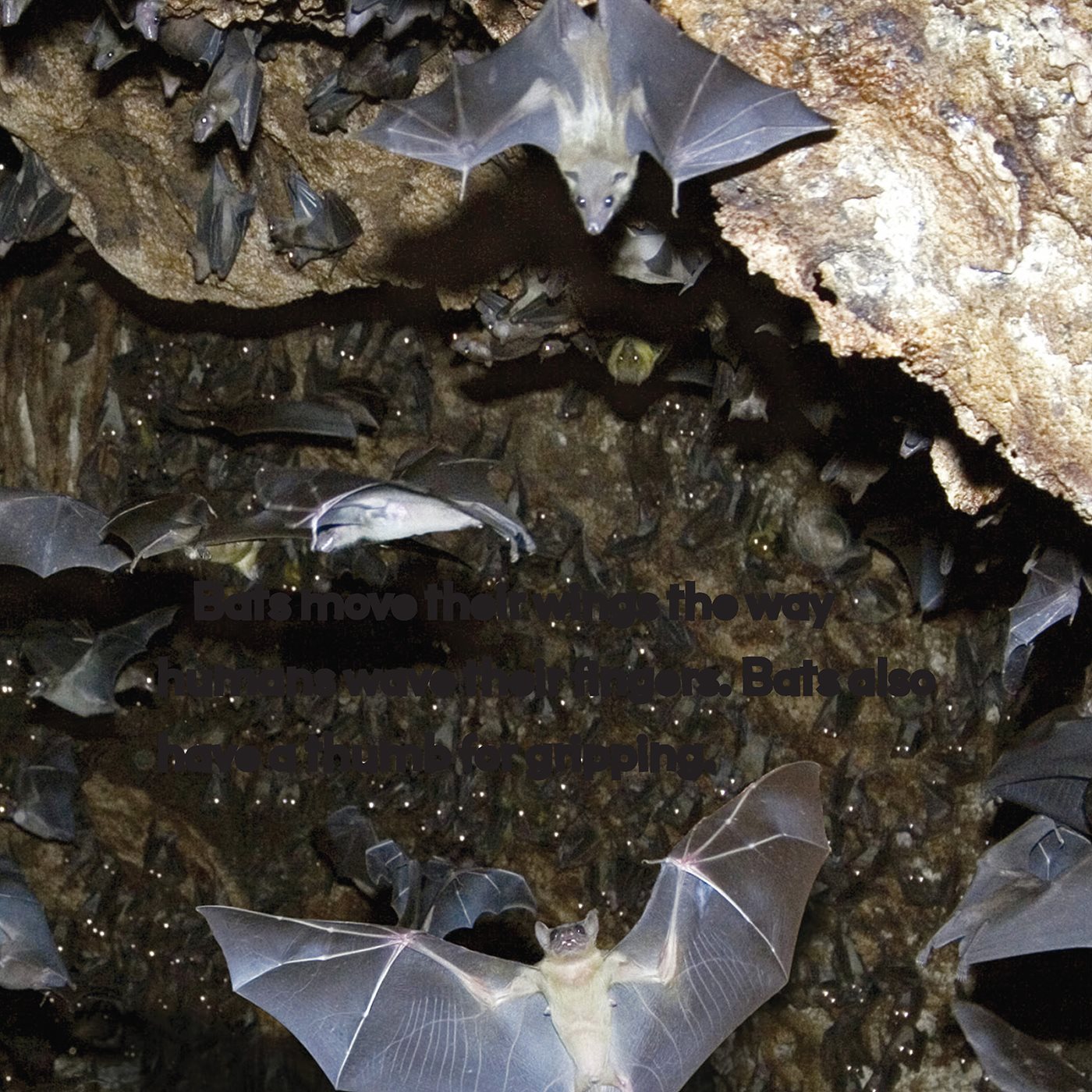 Bats move their wings the way humans wave their ngers Bats also have a - photo 7