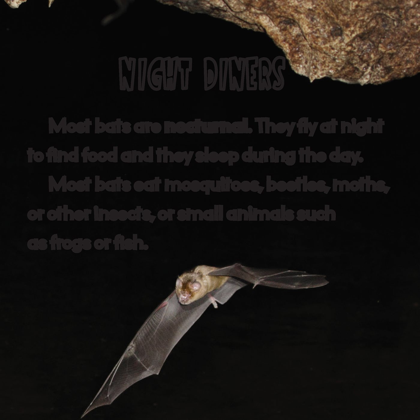 NIGHT DINERS Most bats are nocturnal They y at night to nd food and they - photo 8