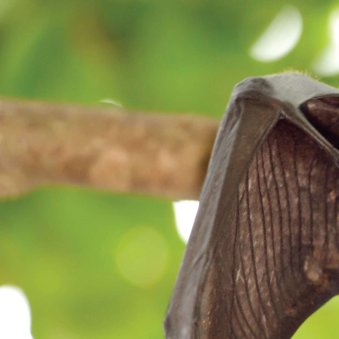 Bats may look scary but they are helpful Fruit bats spread seeds and - photo 10