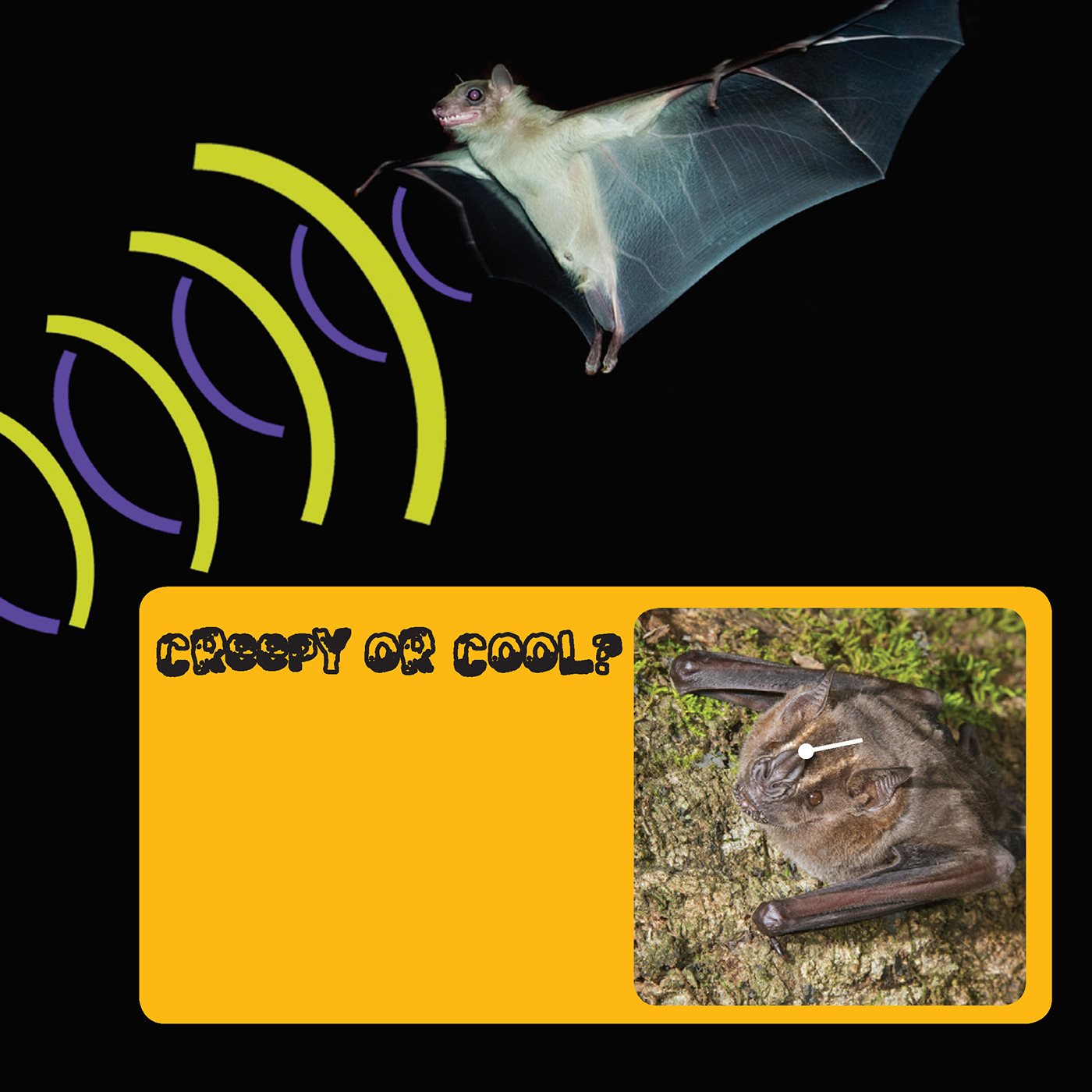 Bats bounce clicks and squeaks off objects The sounds form sharp images in - photo 13