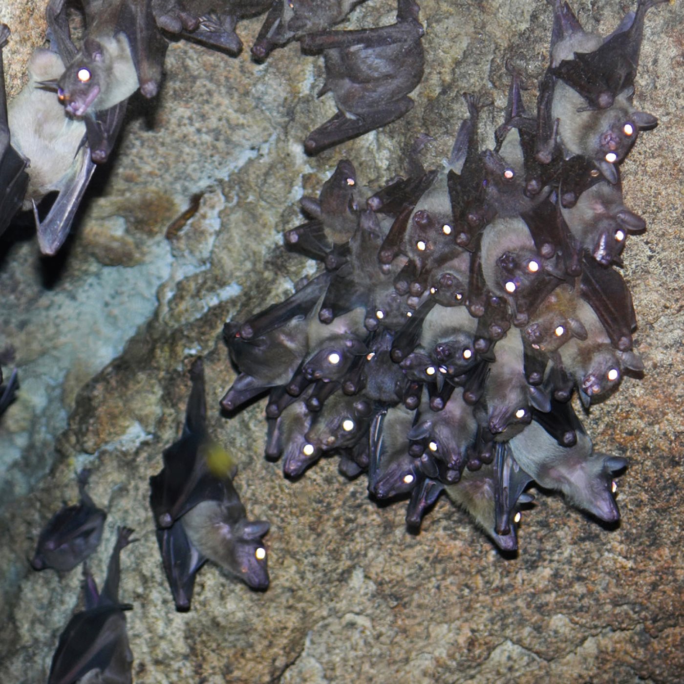 A group of bats living together is called a colony Most bats sleep - photo 15