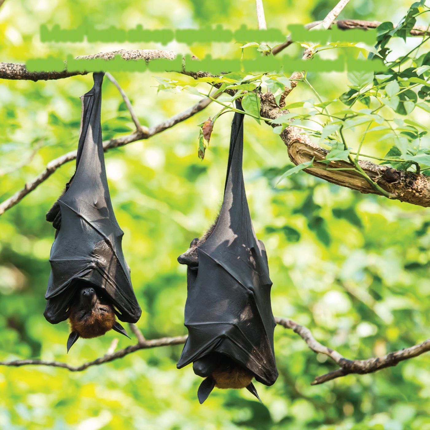 Most bats sleep upside down They hang onto branches and ledges with hooked - photo 16