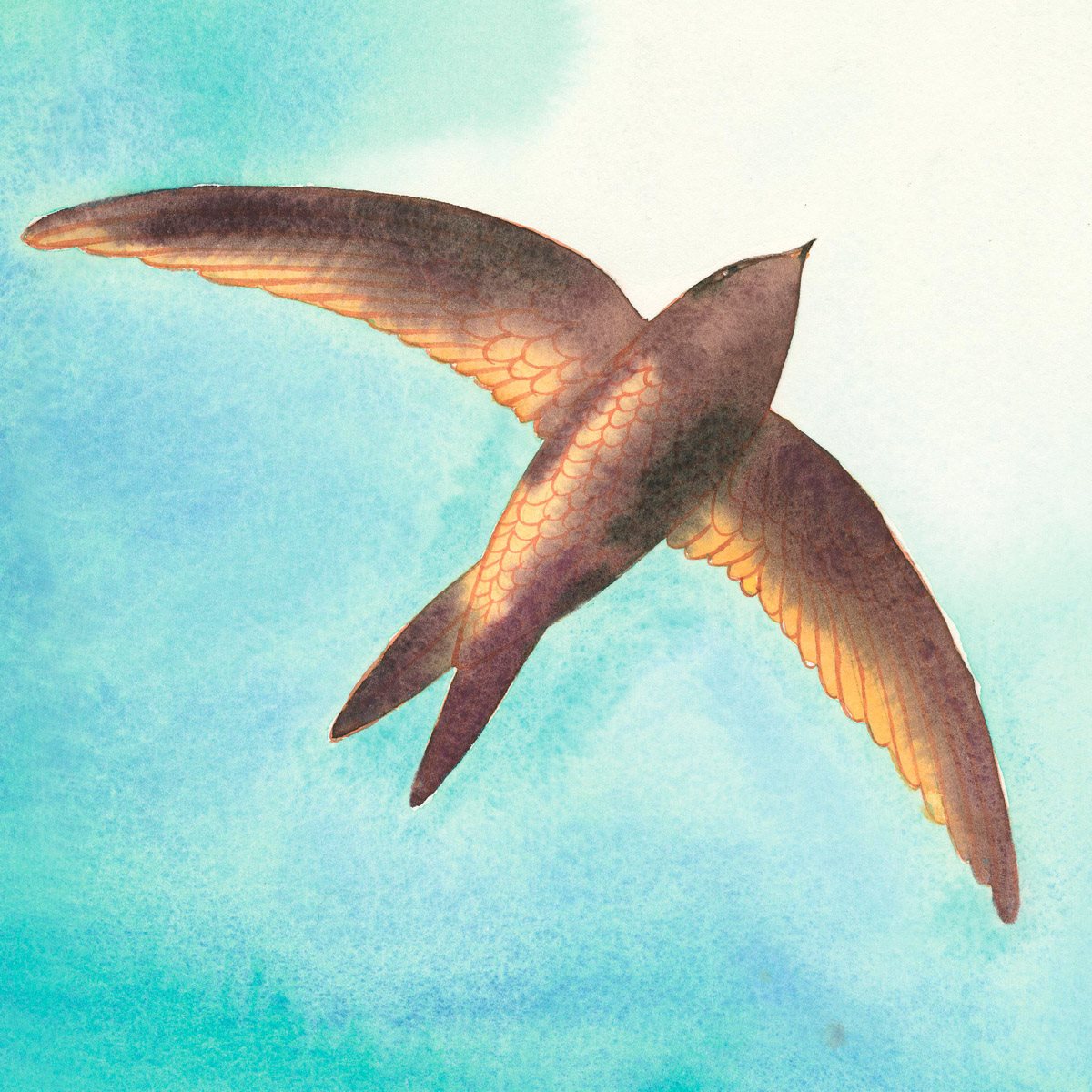 The common swift spends months at a time in the air never touching down - photo 18