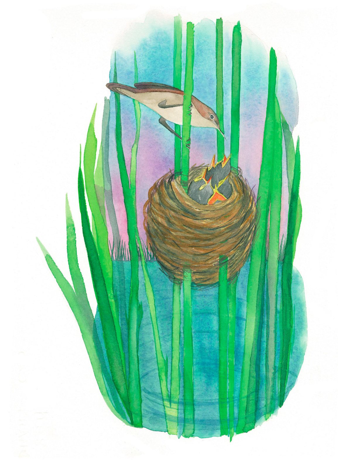 or suspended above it The reed warbler hangs its nest from reeds or - photo 10