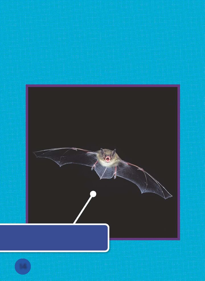 To find insects bats use echolocation First a bat makes high squeaking - photo 15