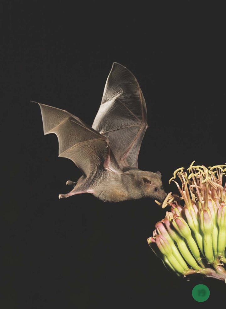 Some bats also drink nectar from flowers Nectar is sweet Bats carry - photo 20