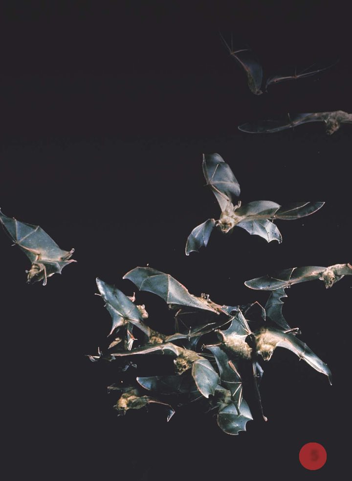 Are these birds No they are mammals called bats Bats are the only - photo 6