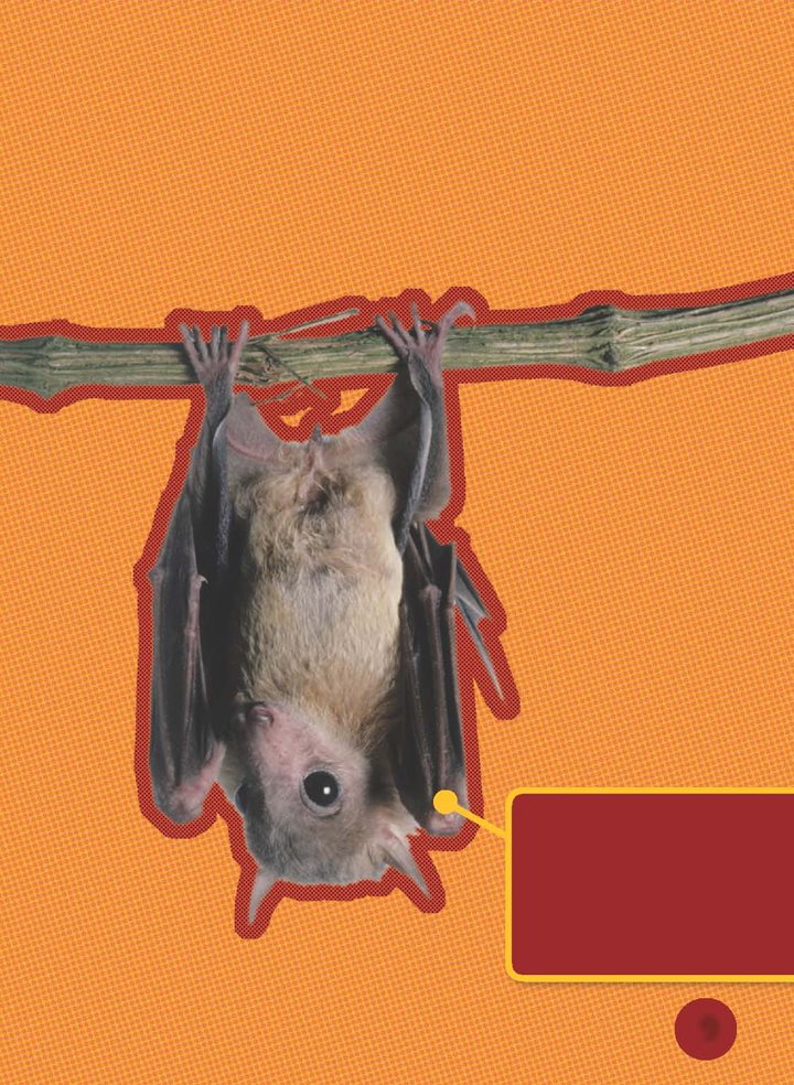 Bats hang upside down to rest This bat is getting ready to sleep in a - photo 10