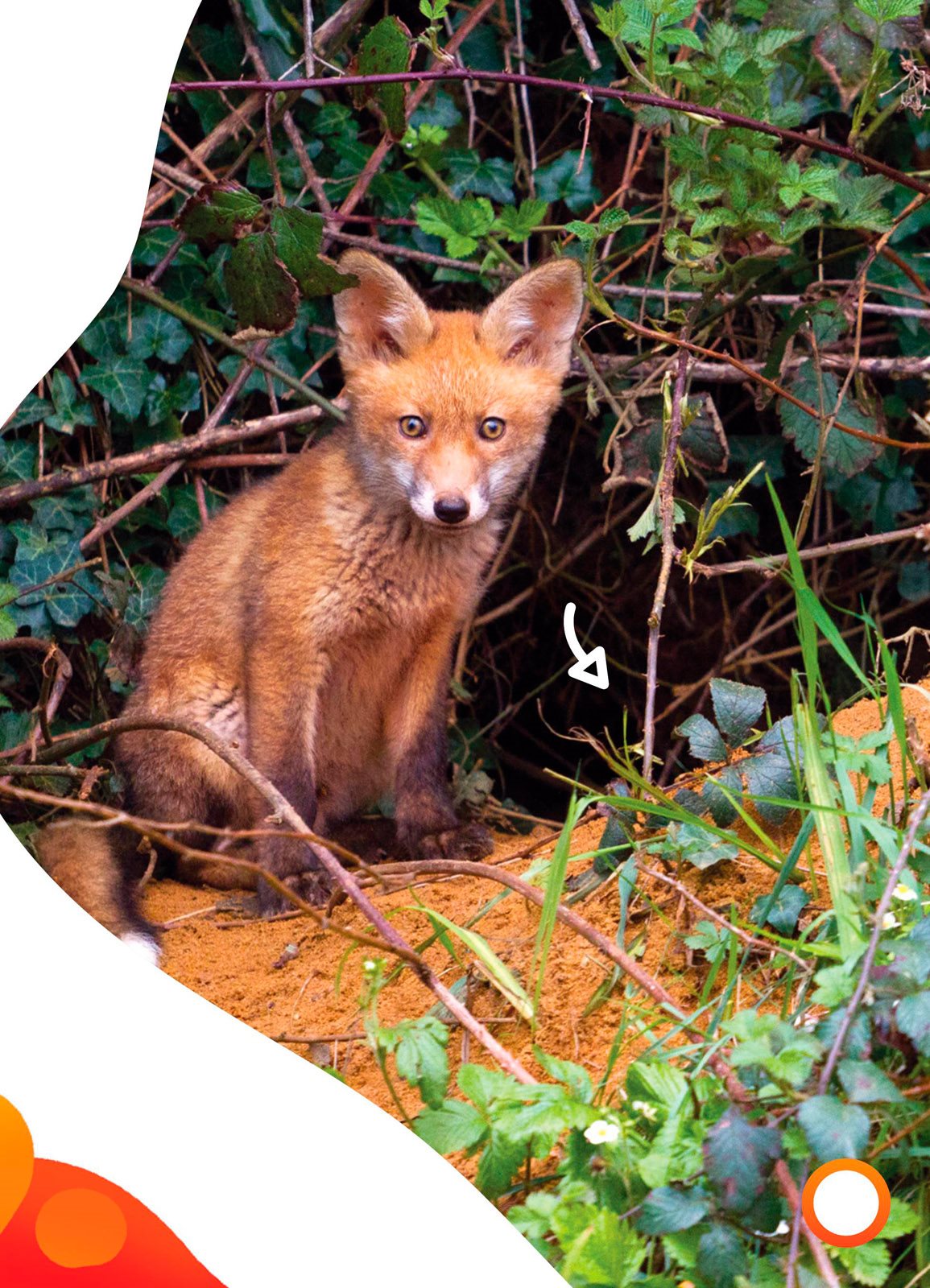 den Foxes may live by people Some make dens under houses - photo 13