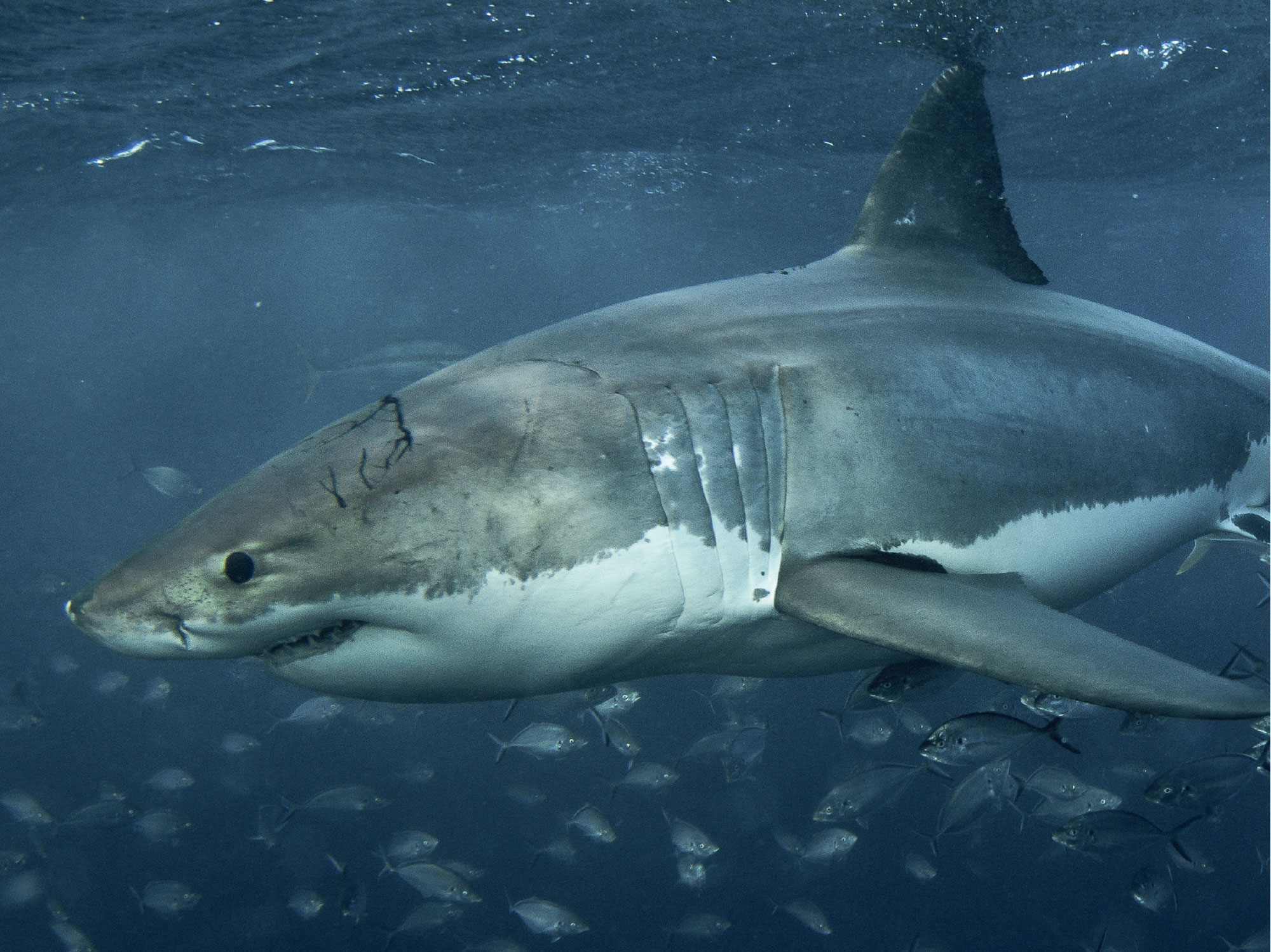 Great White Shark Whale Shark Its important to remember that todays sharks - photo 6