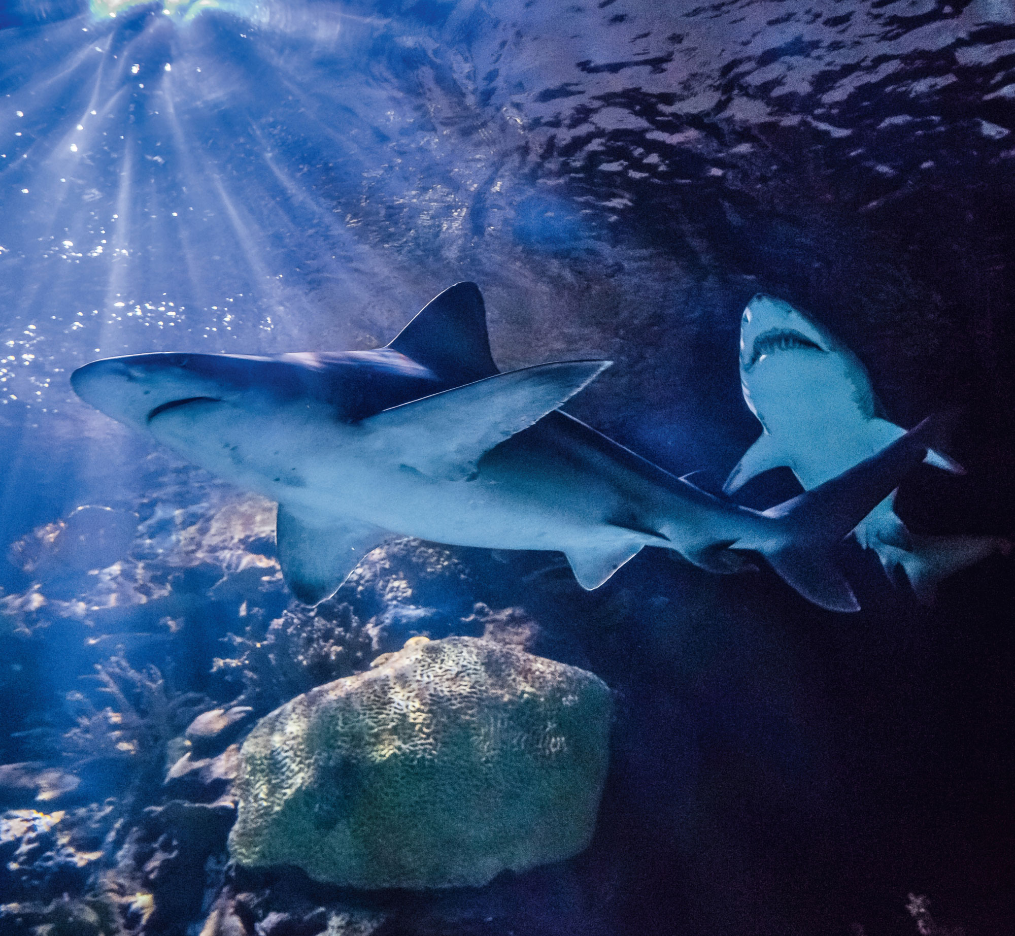 Nurse Sharks Shark Bites The oldest shark teeth discovered can be traced back - photo 8