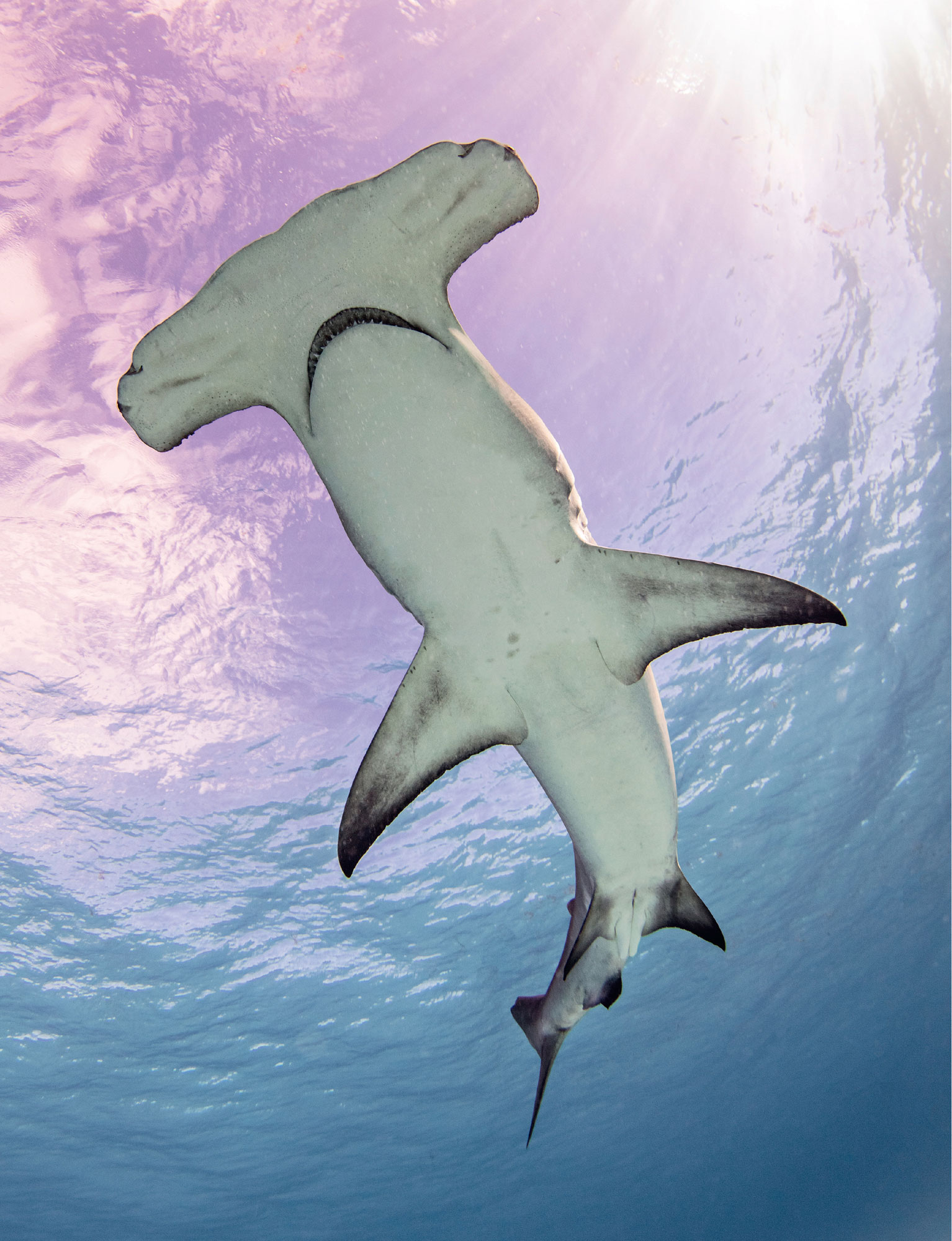 Great Hammerhead Shark Even without fossil evidence of the earliest sharks - photo 10