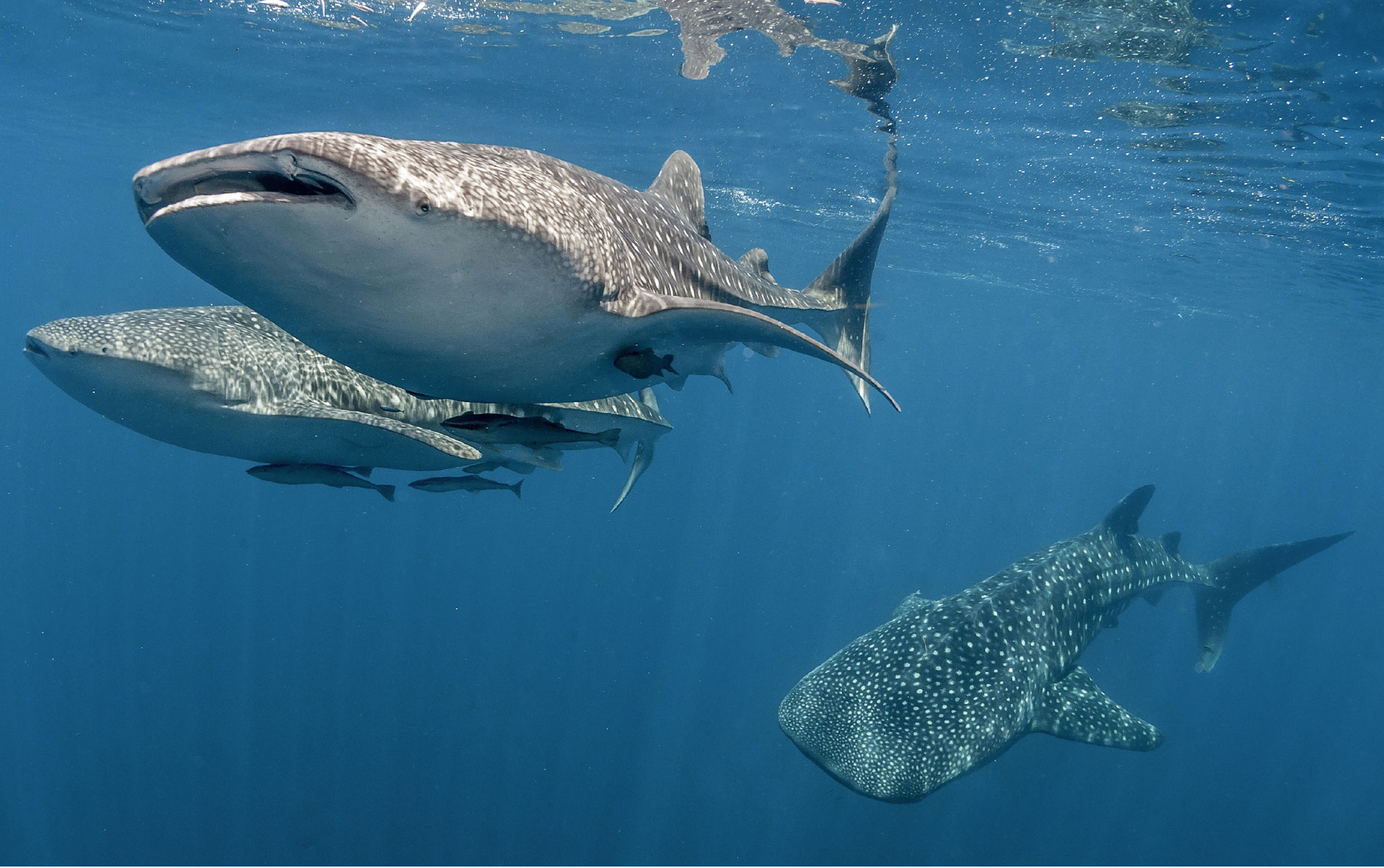 Whale Sharks Caribbean Reef Sharks This extinction ushered in the Jurassic - photo 13