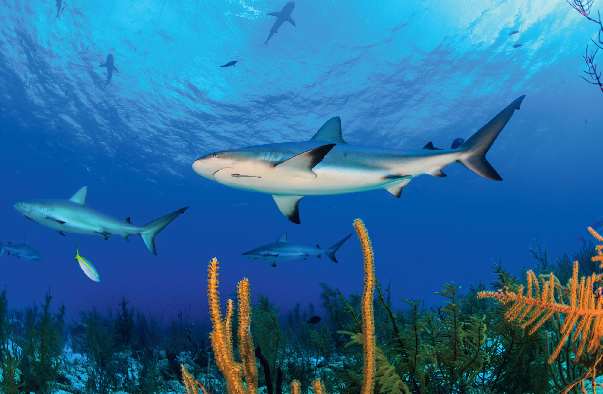 Caribbean Reef Sharks This extinction ushered in the Jurassic period most - photo 14