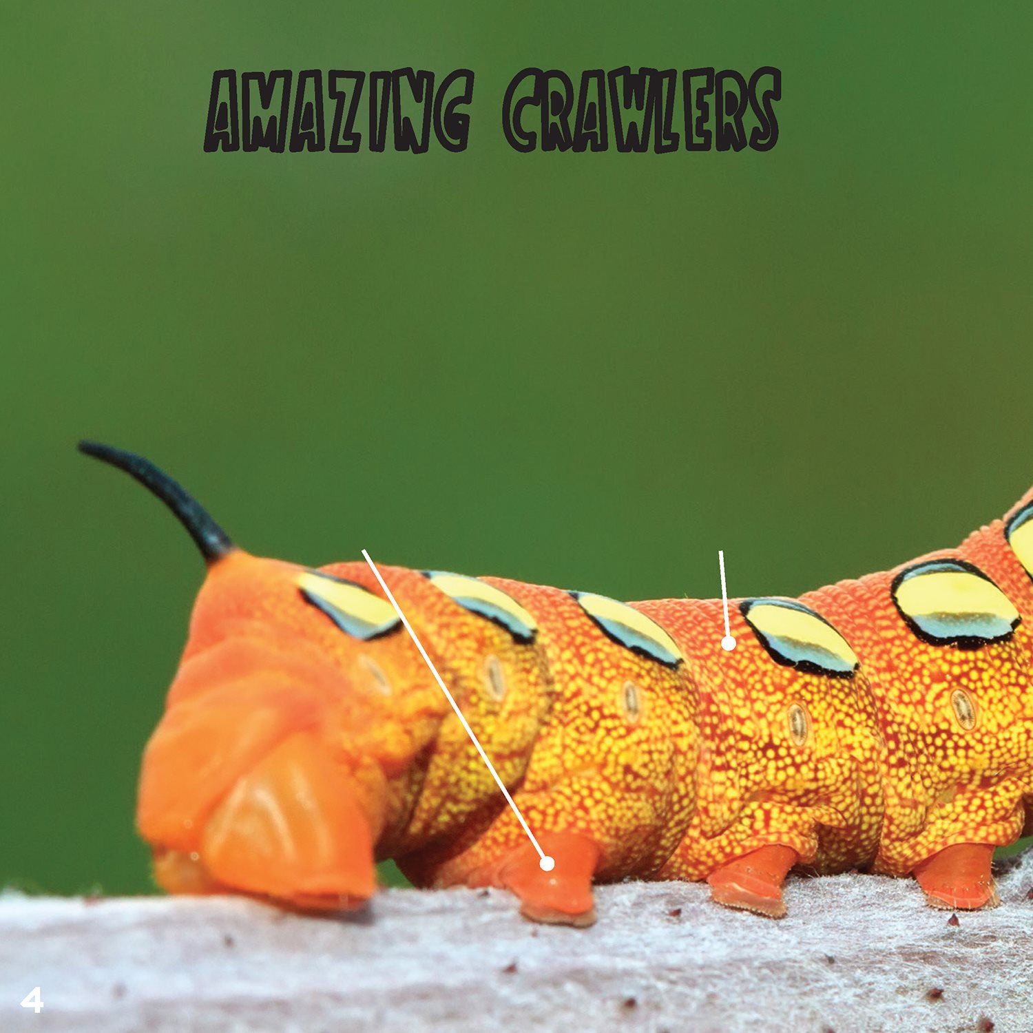 AMAZING CRAWLERS Like all insects caterpillars have three body sections - photo 4