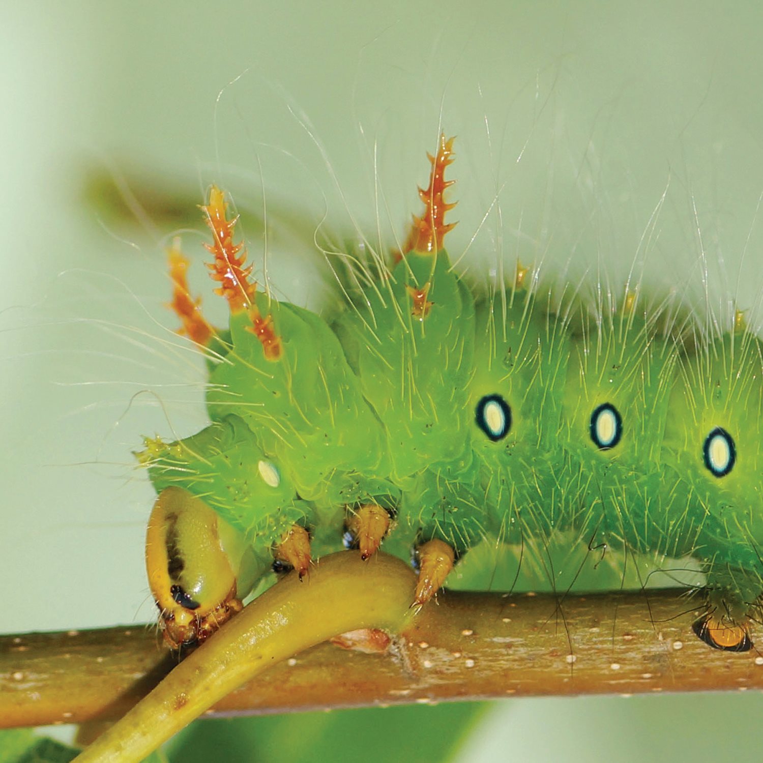 Caterpillars do not have lungs They breathe through holes in their skin - photo 6