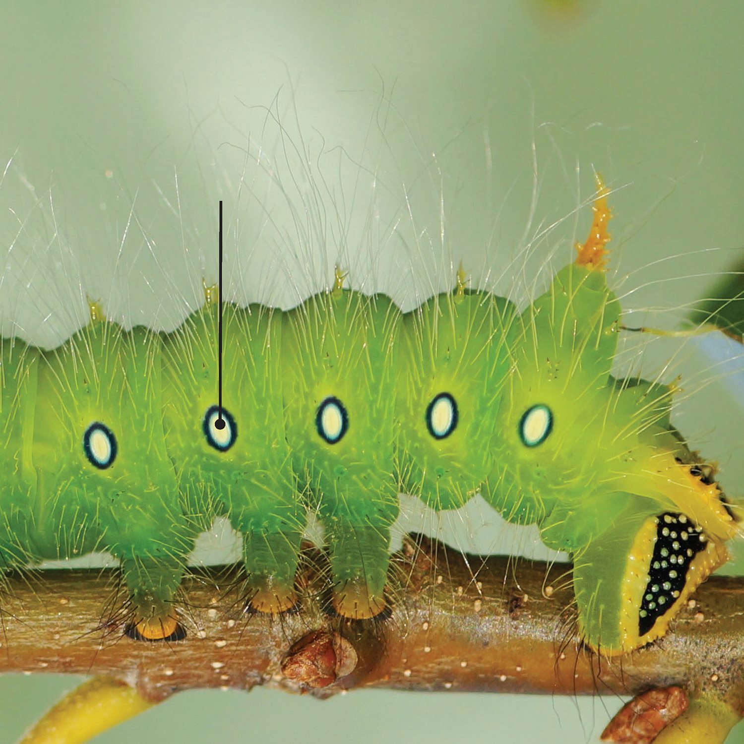 Breathing holes line caterpillar bodies imperial moth caterpillar - photo 7