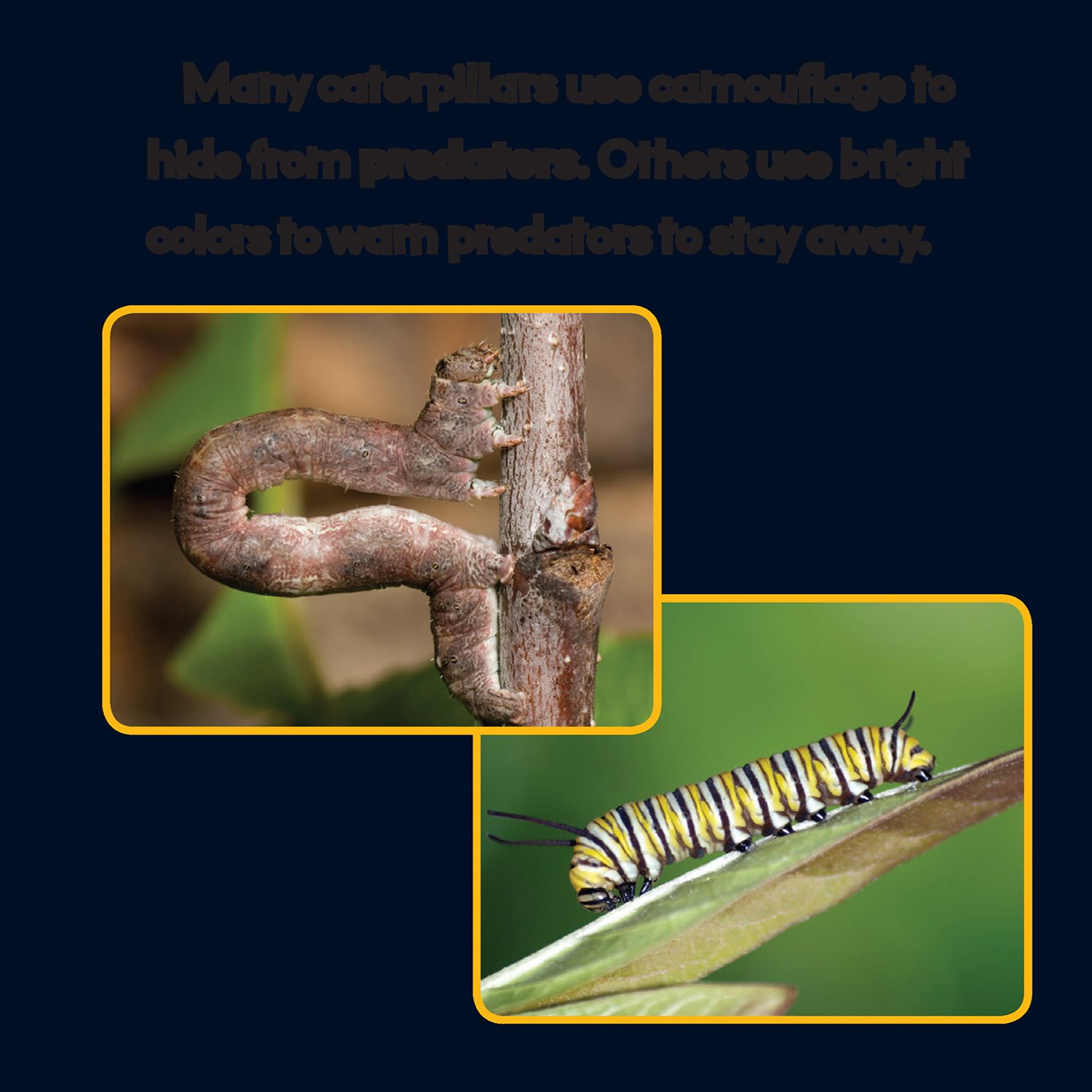 Many caterpillars use camouage to hide from predators Others use bright - photo 11