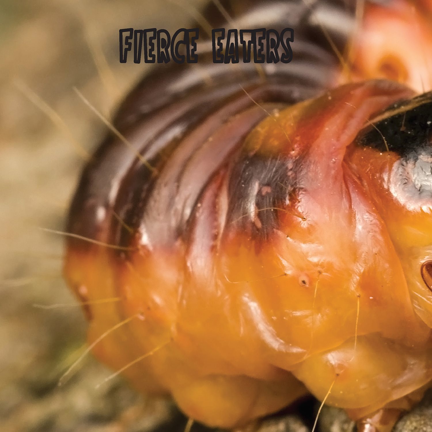 FIERCE EATERS Caterpillars live to eat Most caterpillars eat plants Their - photo 12