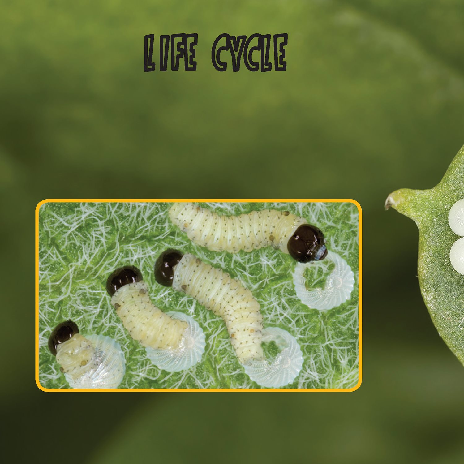 LIFE CYCLE Caterpillar eggs are laid on the caterpillars favorite food - photo 14