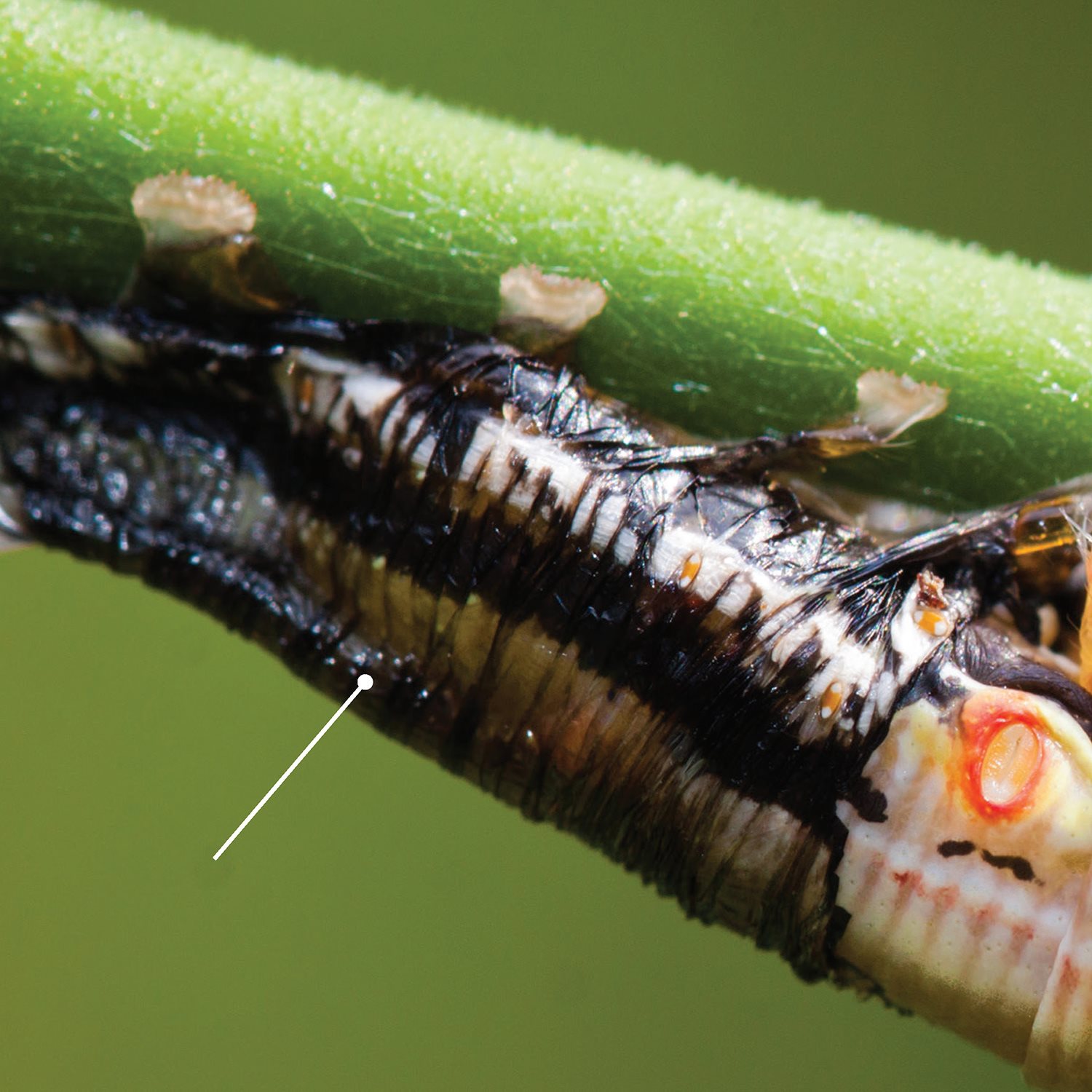 old exoskeleton After they hatch caterpillars molt as they grow - photo 16