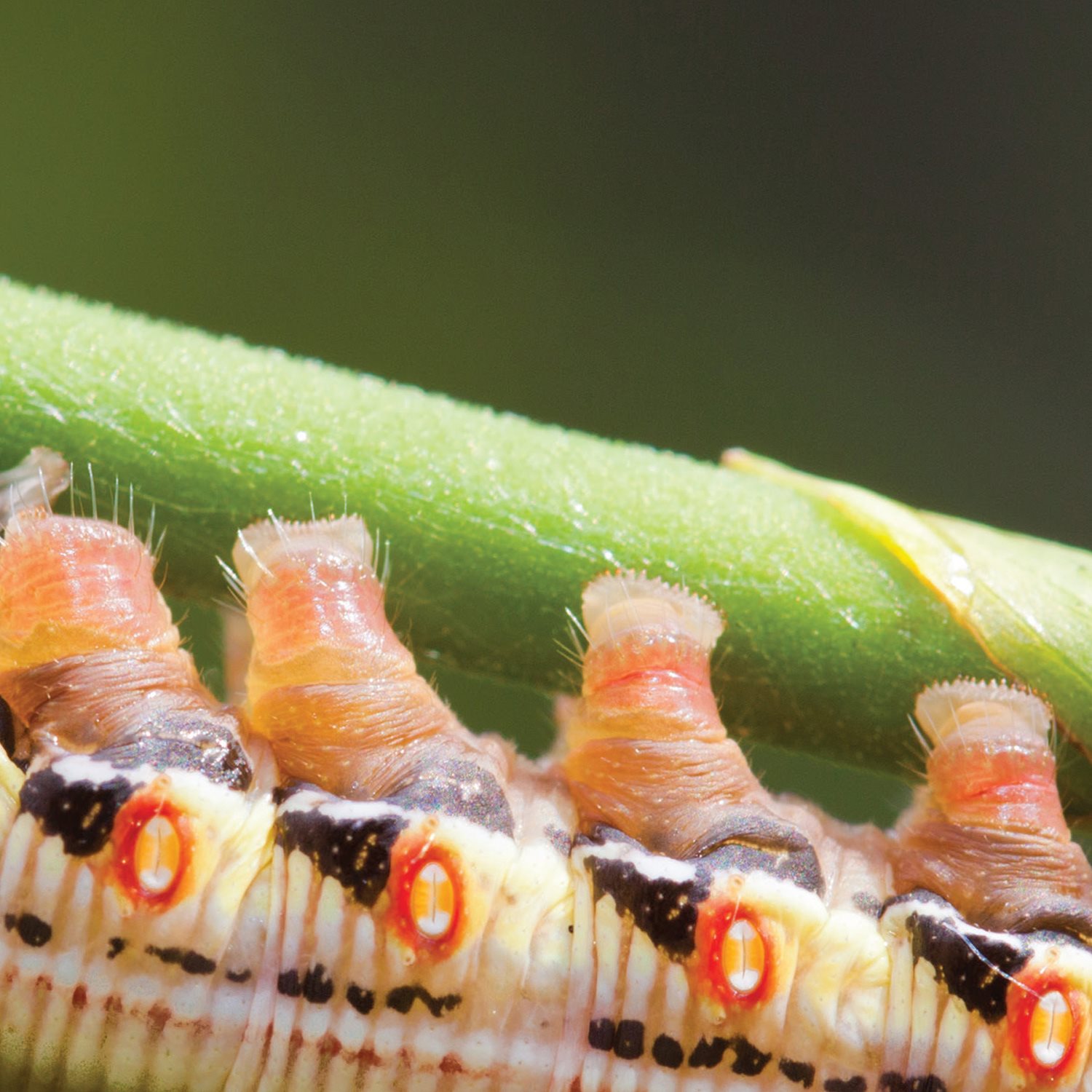 After they hatch caterpillars molt as they grow They wiggle out of their - photo 17