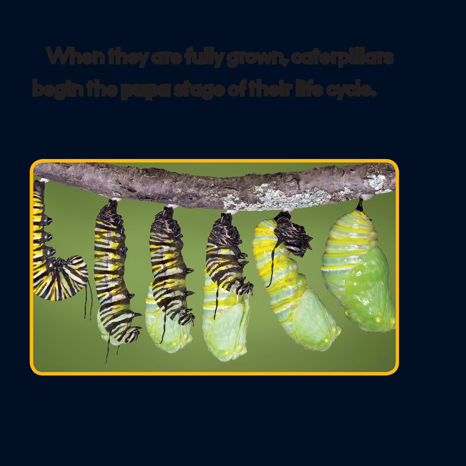 When they are fully grown caterpillars begin the pupa stage of their life - photo 18