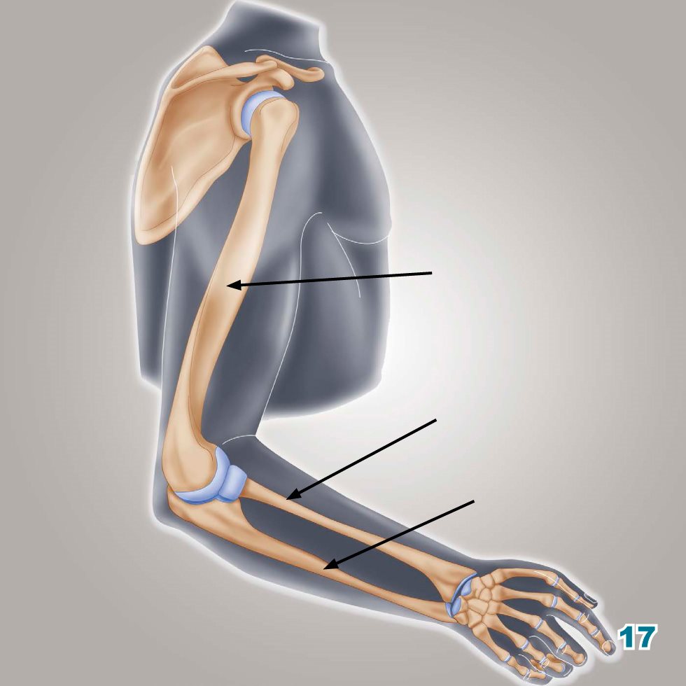 humerus radius ulna The femur FEE-muhr is the bone that goes - photo 19