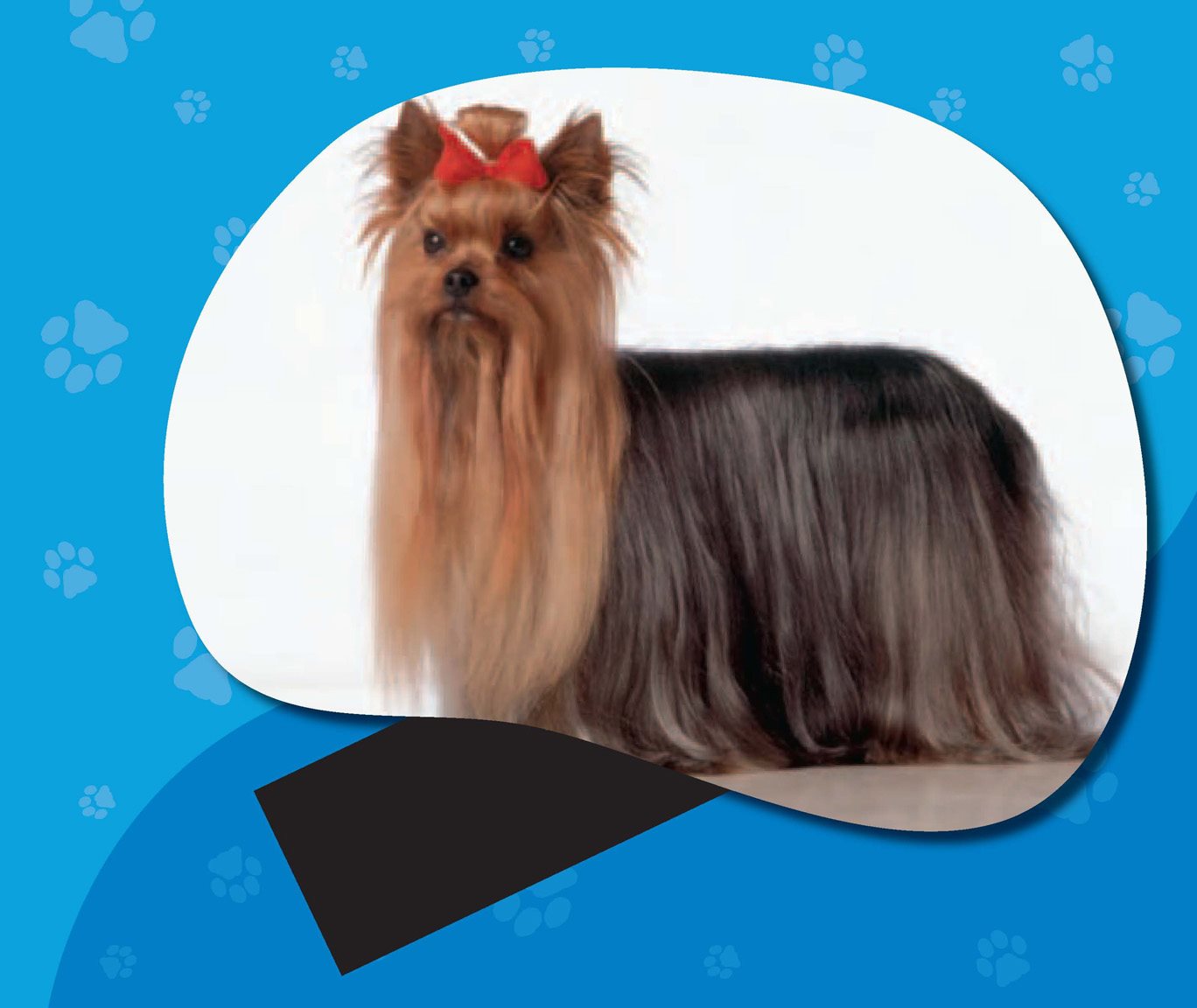 A high ponytail on a dogs head is called a topknot Other kinds of long-haired - photo 15