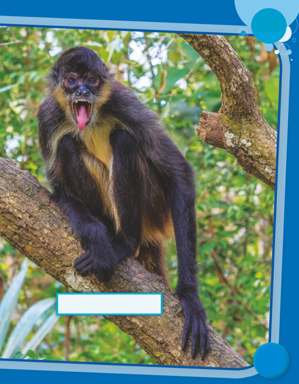 Spider monkeys come in different colors and sizes - photo 9