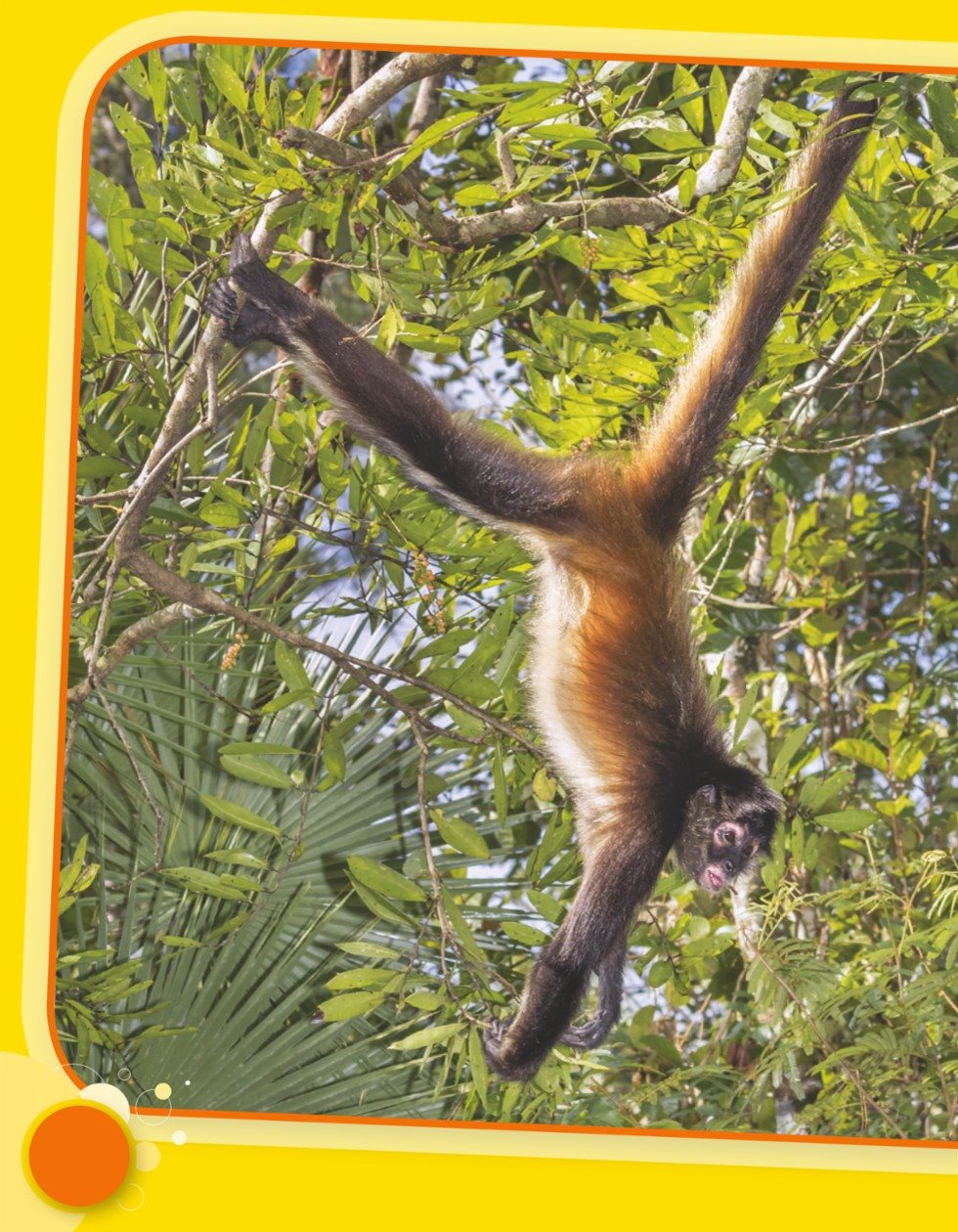 Spider monkeys have long - photo 11