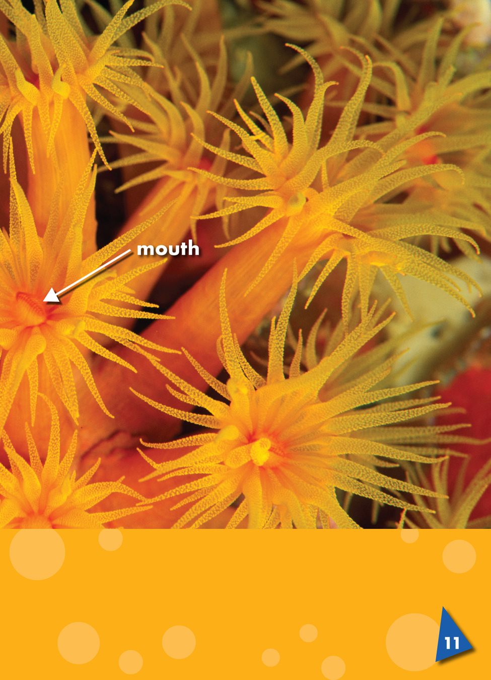 A coral has a mouth at the top end of its body Small arms grow - photo 12