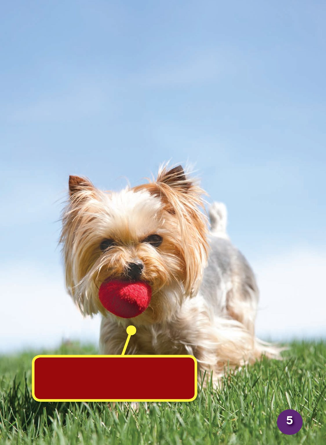 Yorkshire terriers often are called Yorkies They are small but feisty - photo 7