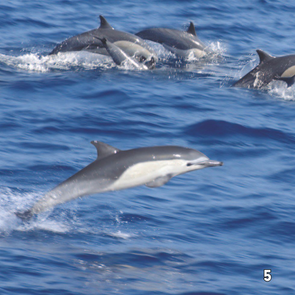 There are species of dolphins Most people have seen bottlenose - photo 7