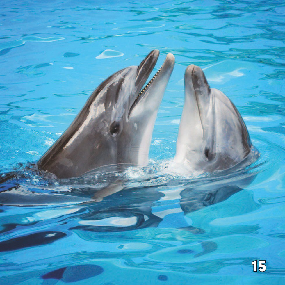 Dolphins make sounds that echo or bounce off objects and come back to - photo 17