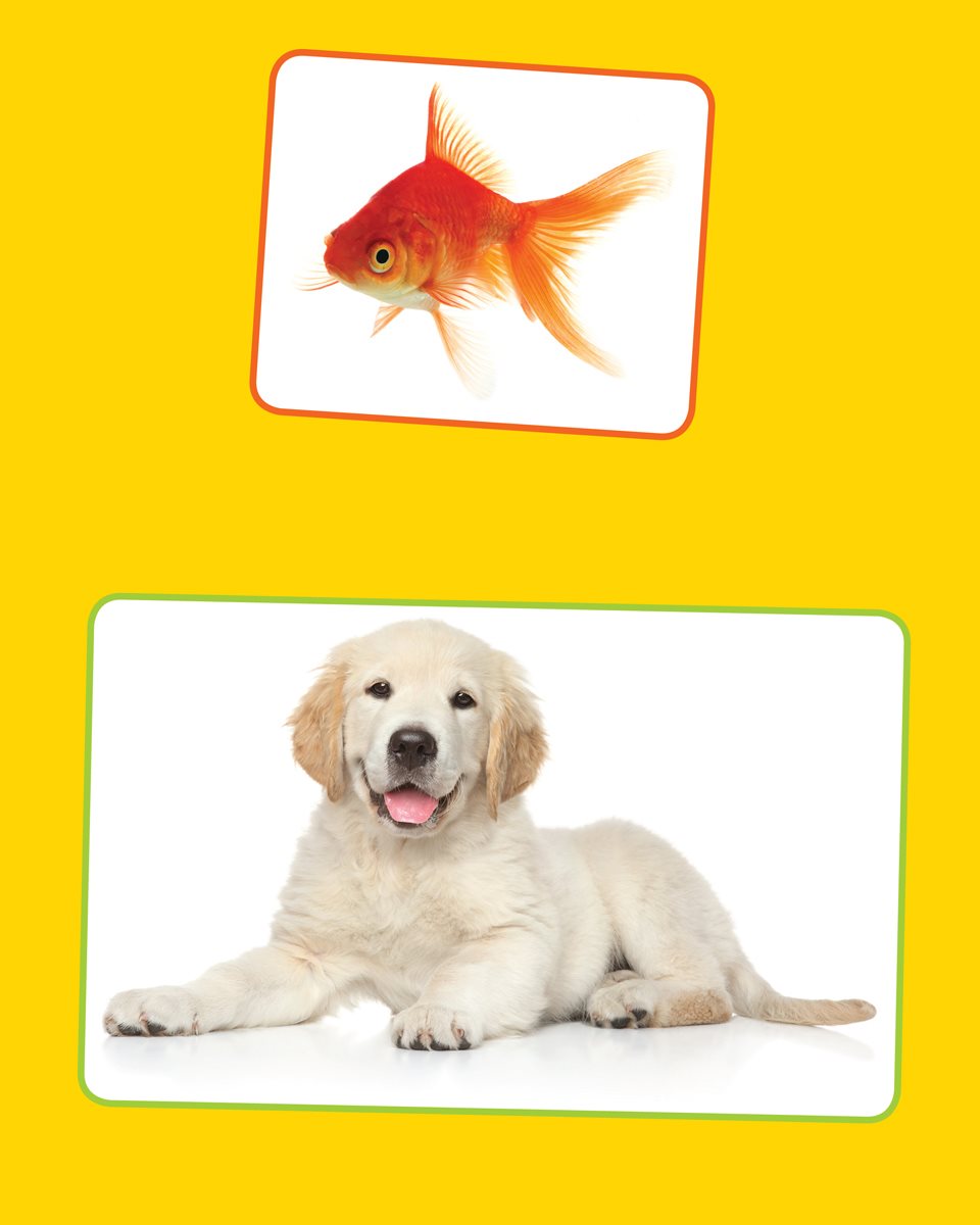 Goldfish Dog Rat Guinea pig Hamster Mouse - photo 6