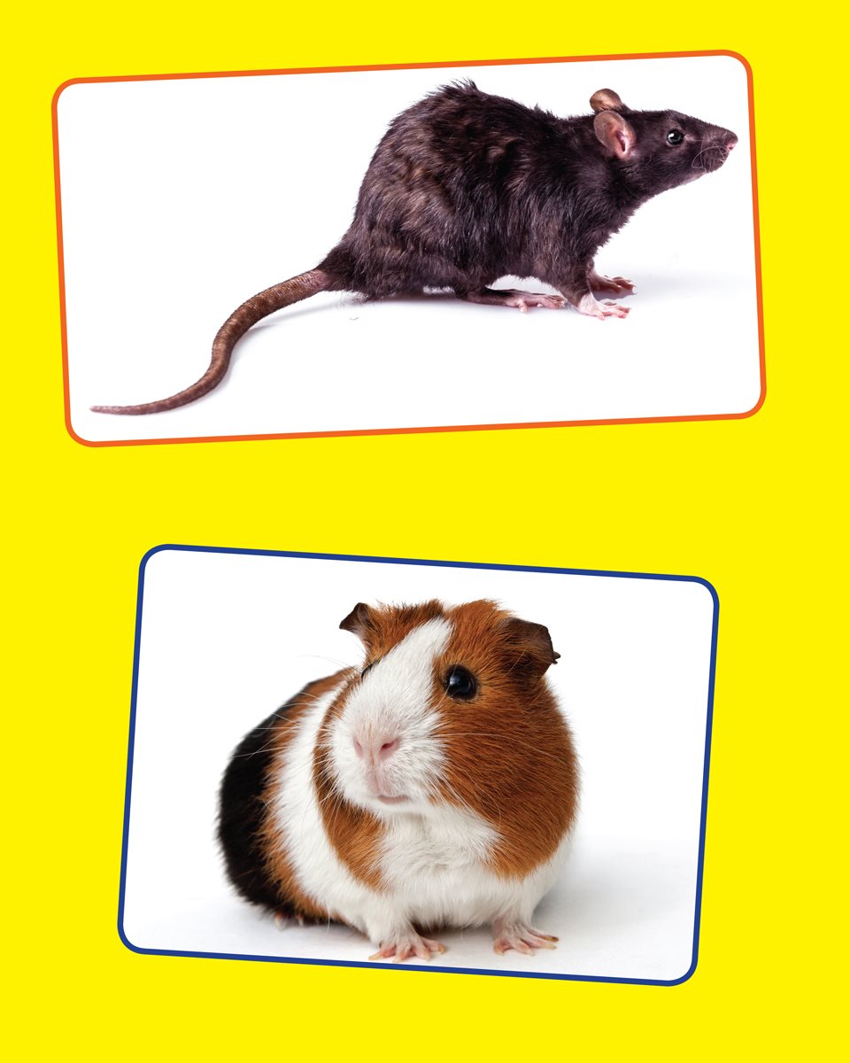 Rat Guinea pig Hamster Mouse Crab Which of these animals starts with S - photo 7