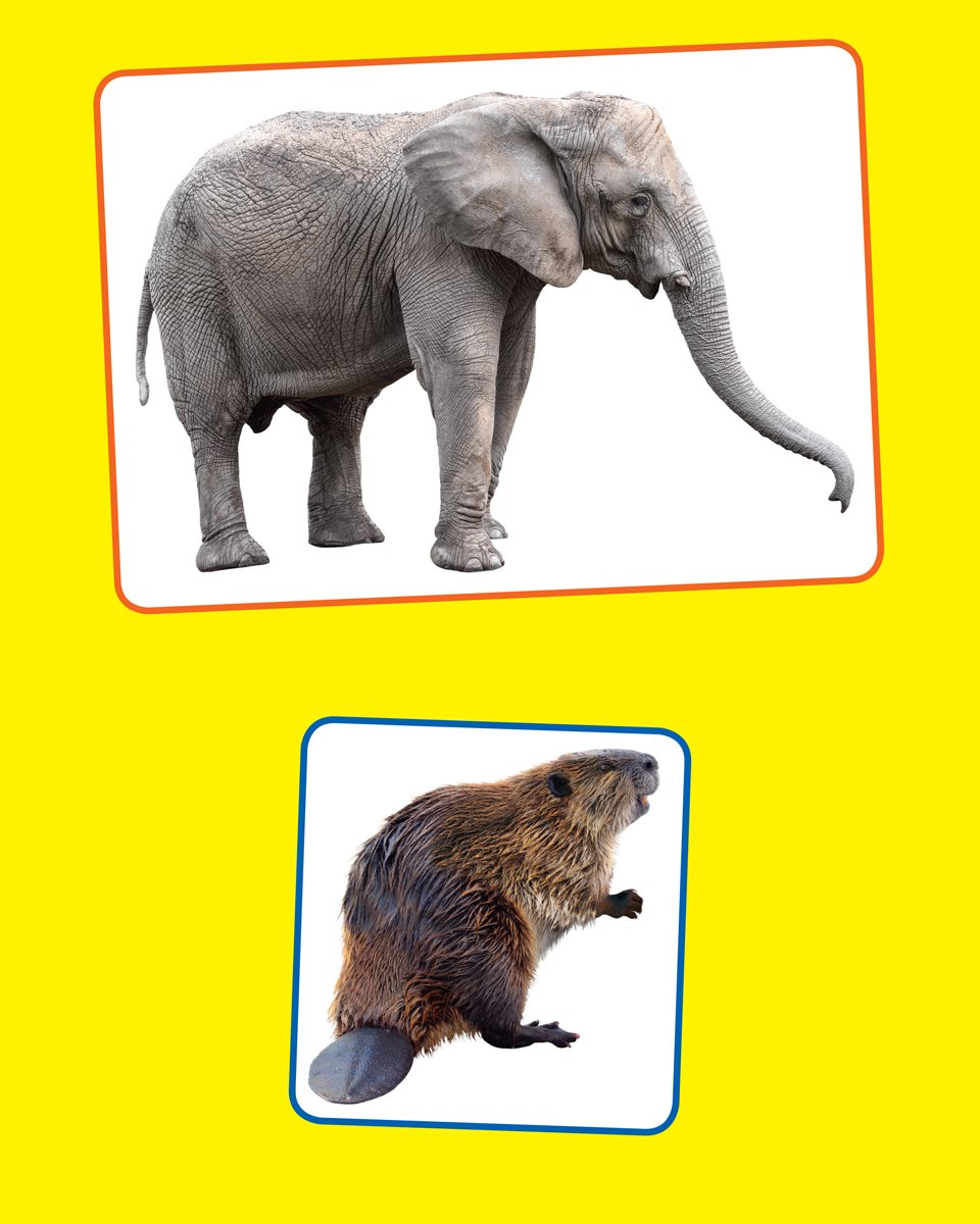 Elephant Beaver Fox Which animal has the biggest nose Frog Bison Squirrel - photo 27