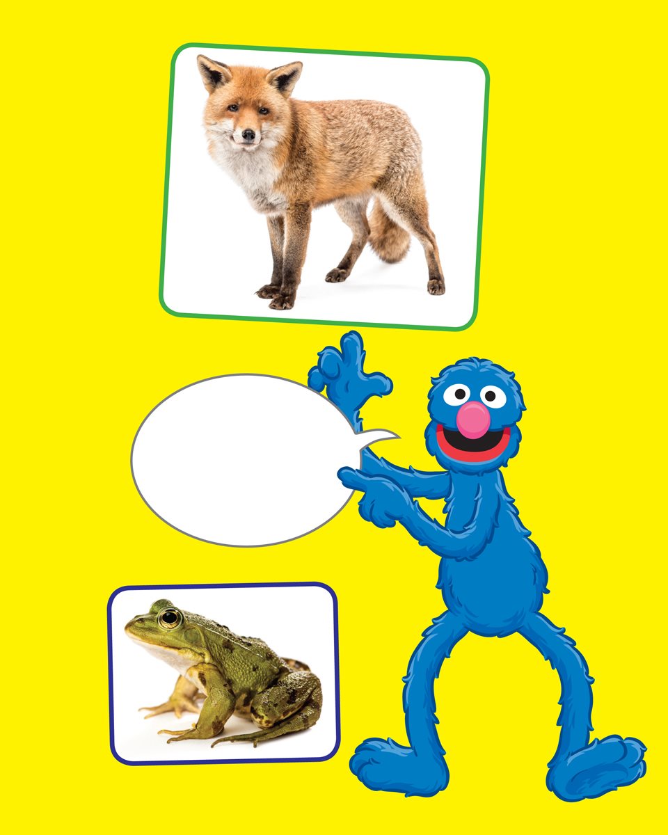 Fox Which animal has the biggest nose Frog Bison Squirrel Bear Raccoon - photo 28