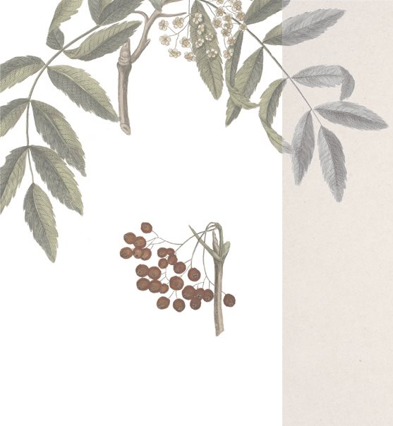 ILLUSTRATIONS The myrtle Myrtus communis the plant into which Polydorus - photo 10