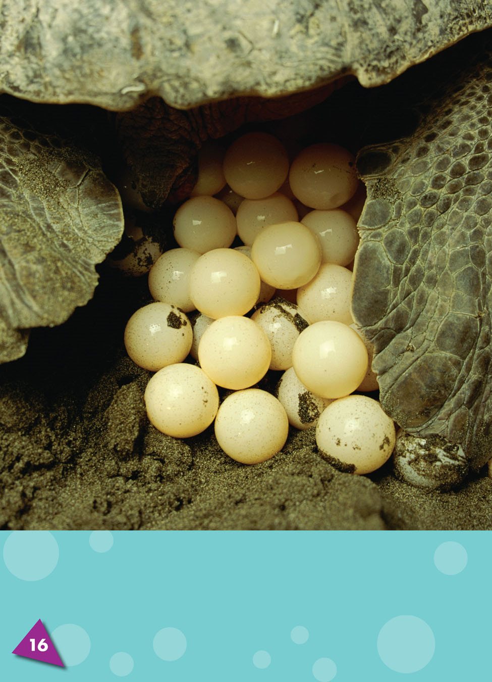 The female sea turtle covers the eggs with sand She crawls back to - photo 20
