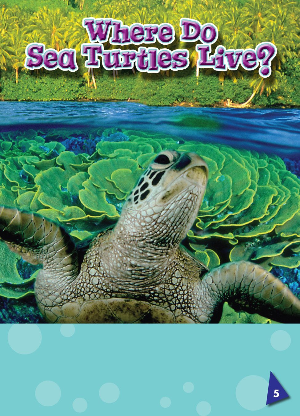 Sea turtles live in warm ocean waters Most sea turtles have a hard - photo 6