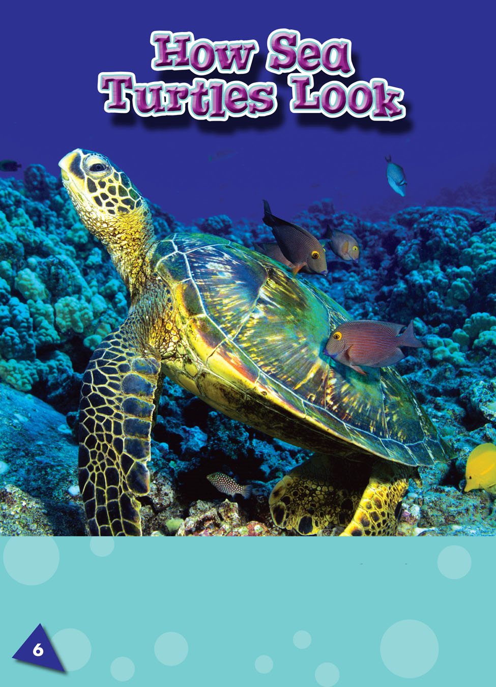 Most sea turtles have a hard bony shell Large scales called scutes - photo 7