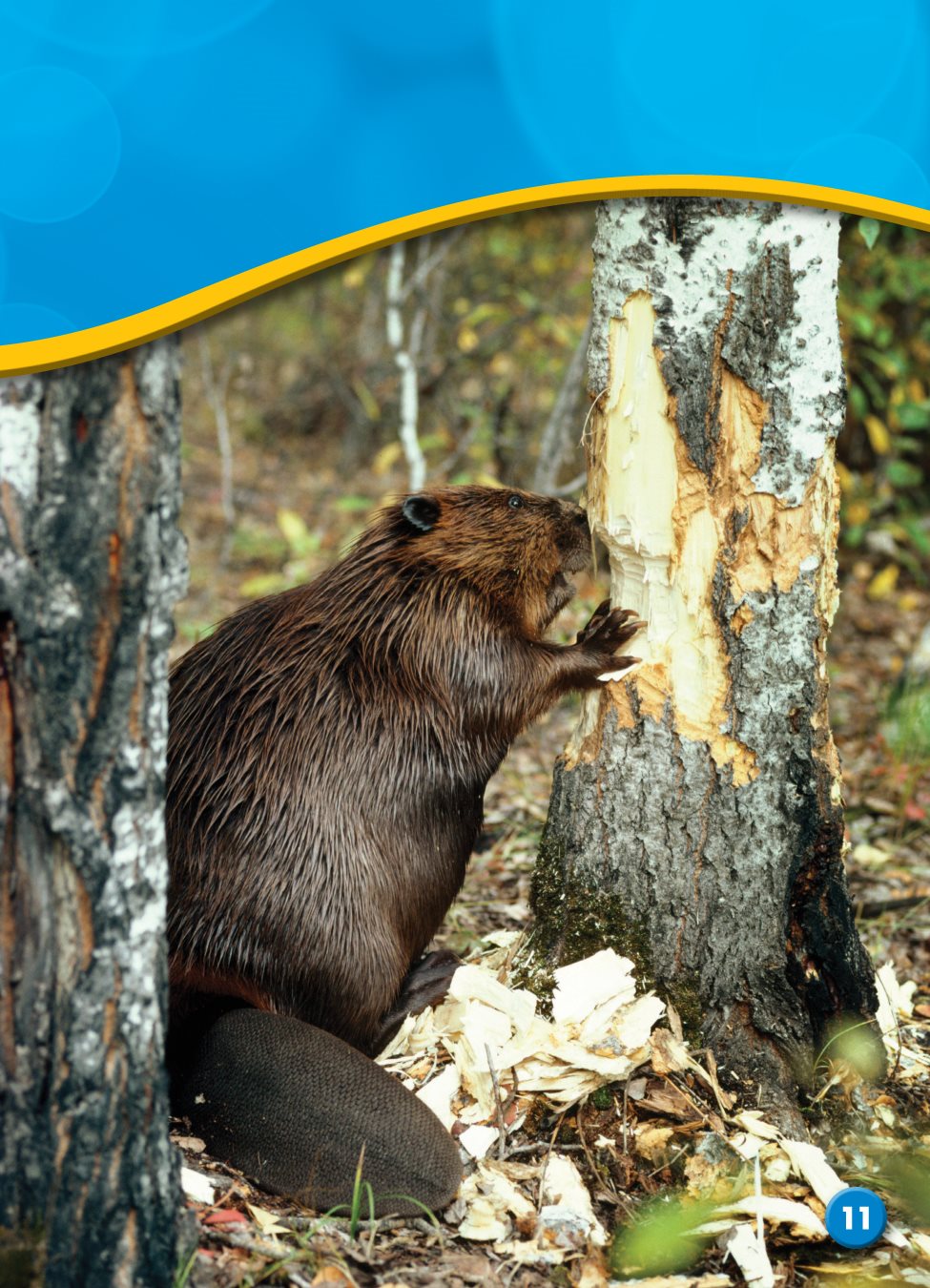 Beavers also use mud and rocks to build dams Dams control the flow of - photo 14